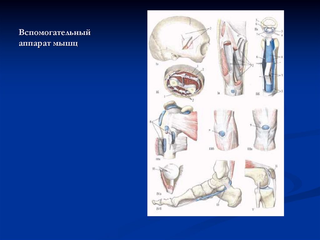 Вспомогательный аппарат мышц