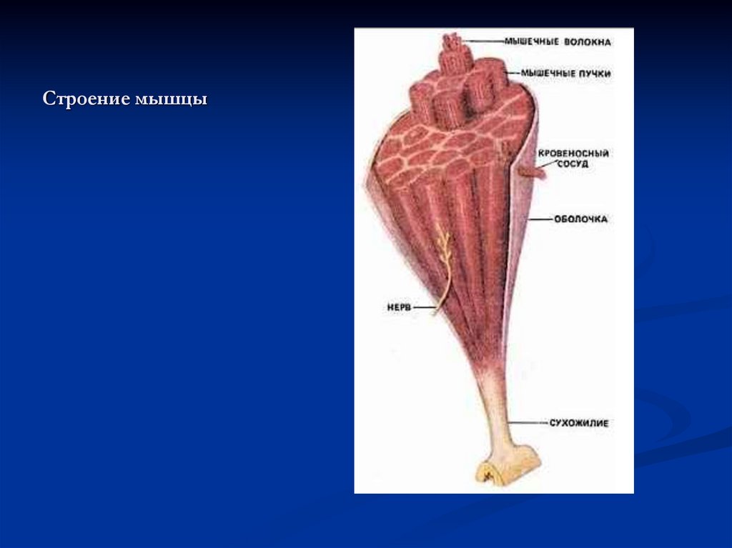 Строение мышцы