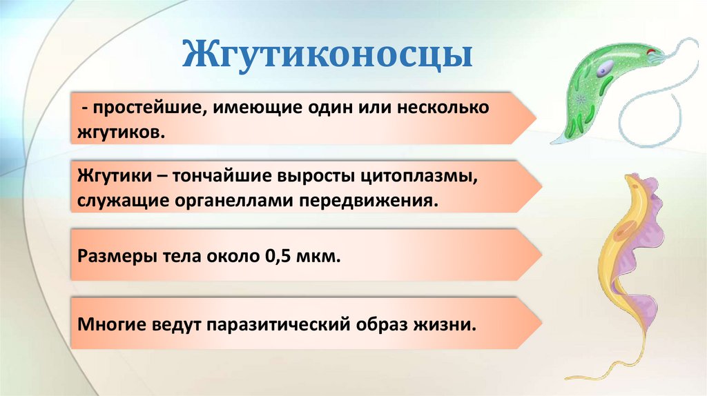 Жгутиконосцы