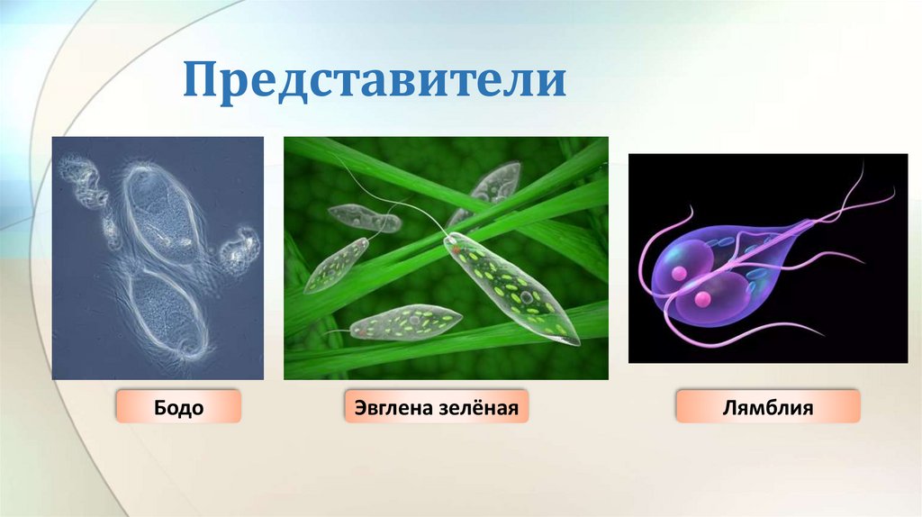 Представители