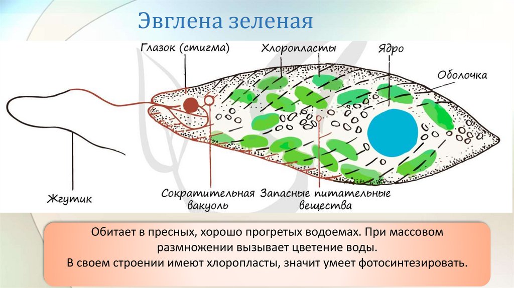 Эвглена зеленая