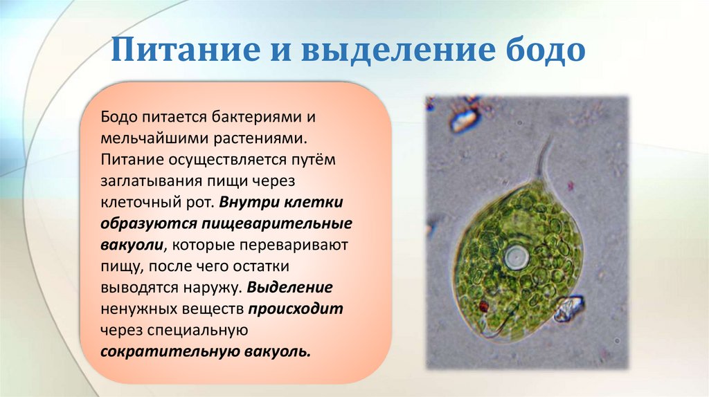 Питание и выделение бодо