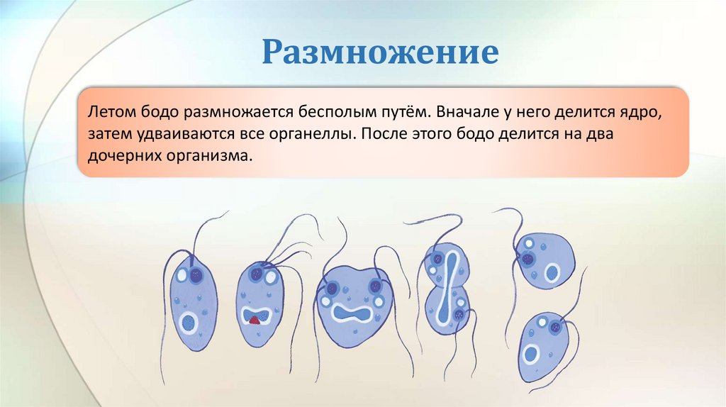 Размножение