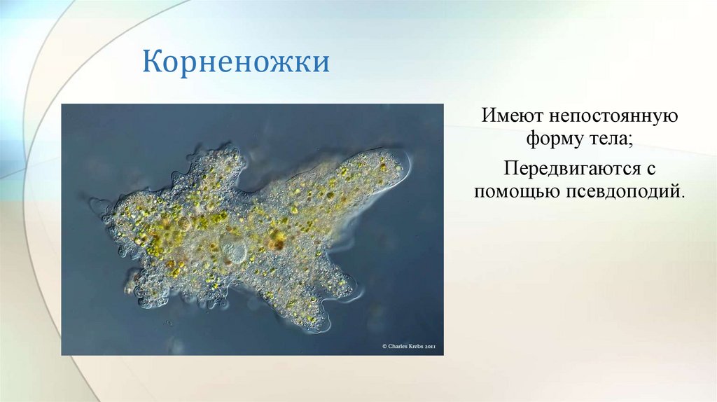 Корненожки