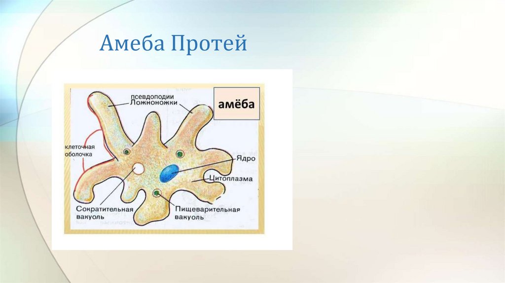 Амеба Протей