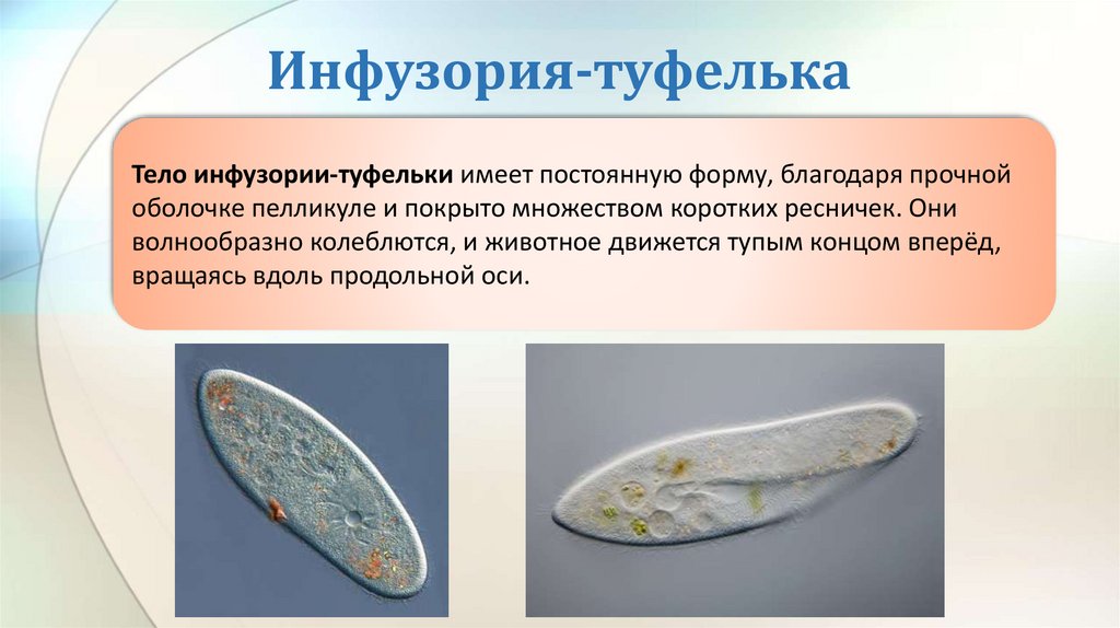 Инфузория-туфелька