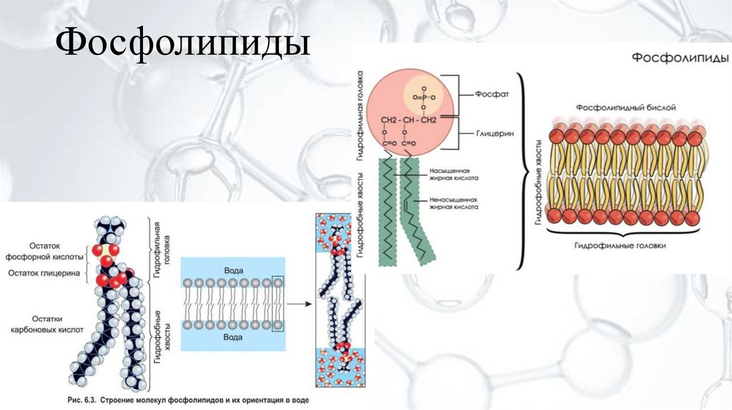Фосфолипиды