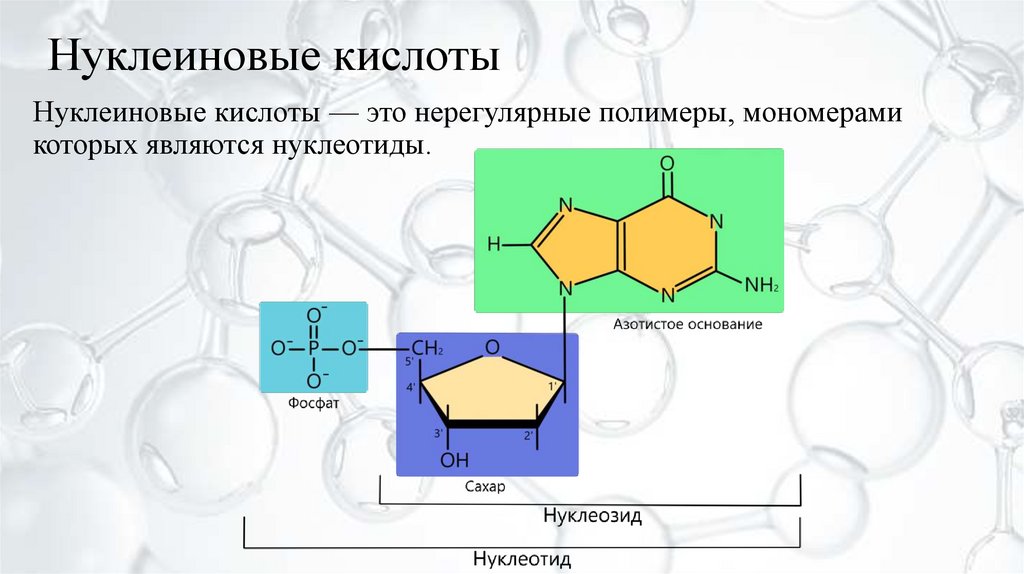 Нуклеиновые кислоты