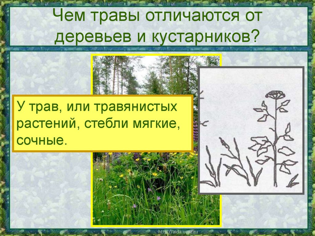 Чем травы отличаются от деревьев и кустарников?