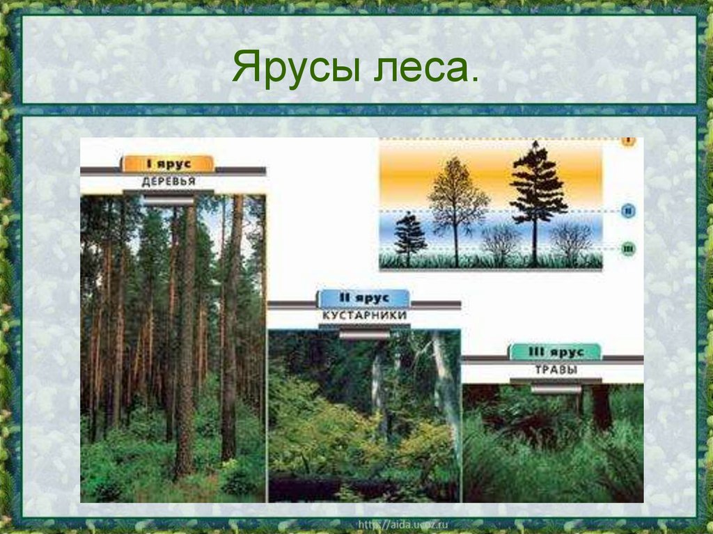 Ярусы леса.