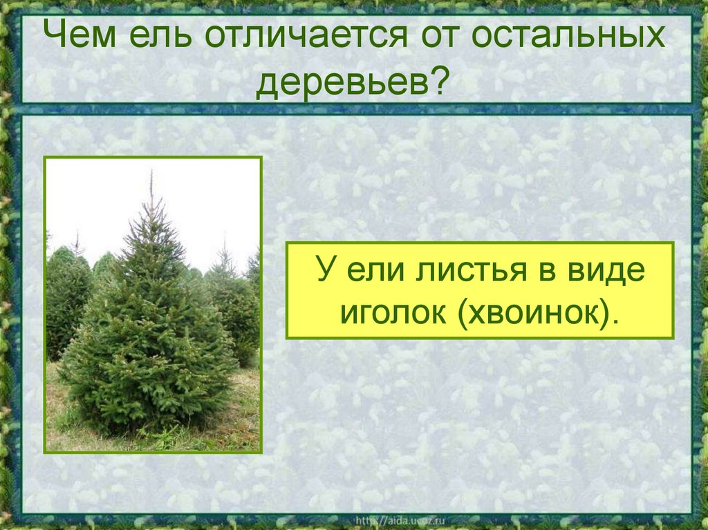 Чем ель отличается от остальных деревьев?