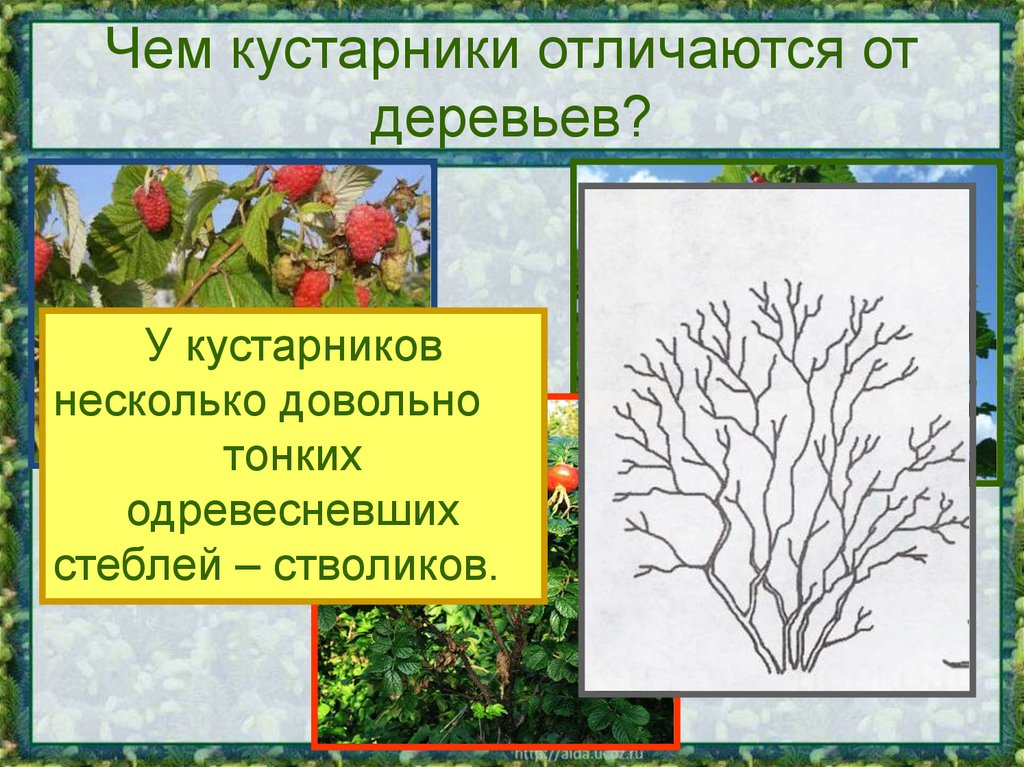 Чем кустарники отличаются от деревьев?