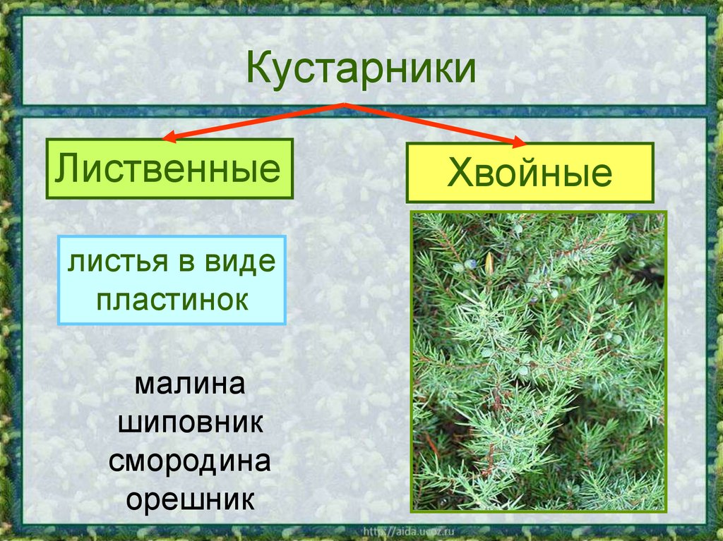 Кустарники
