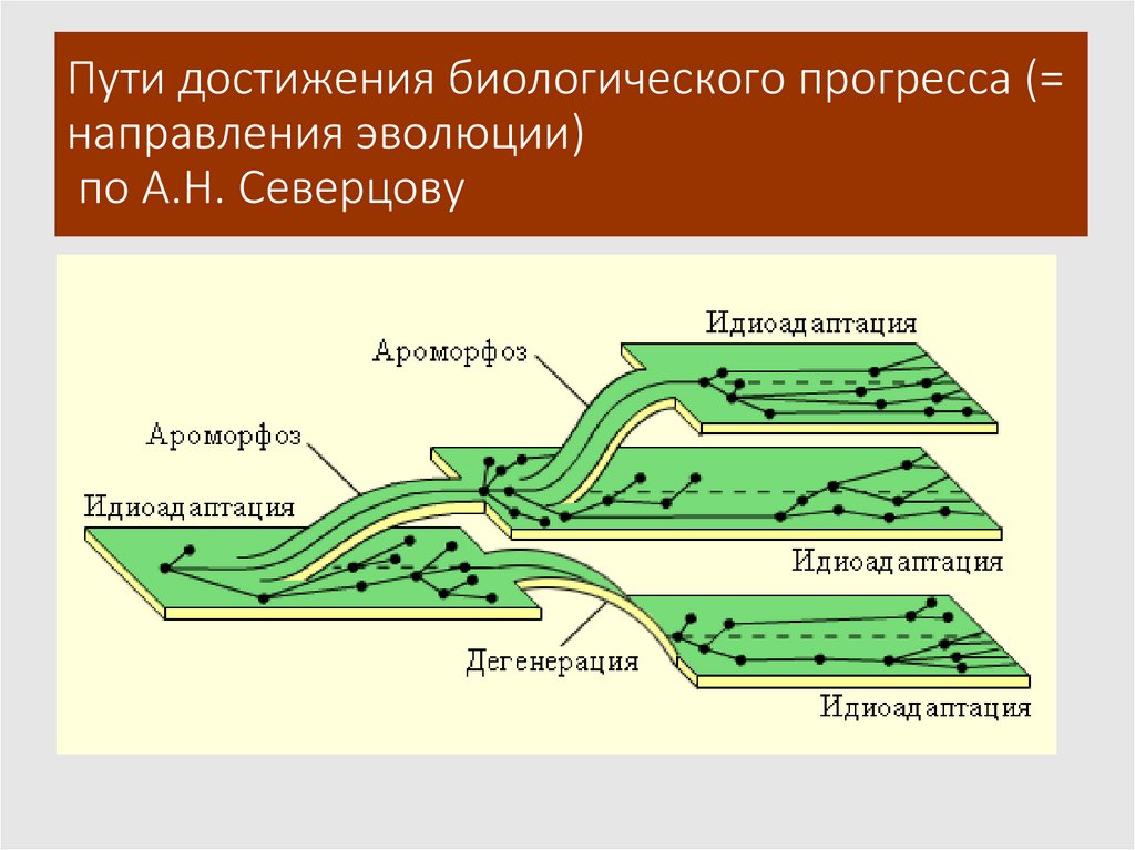Пути достижения биологического прогресса (= направления эволюции) по А.Н. Северцову