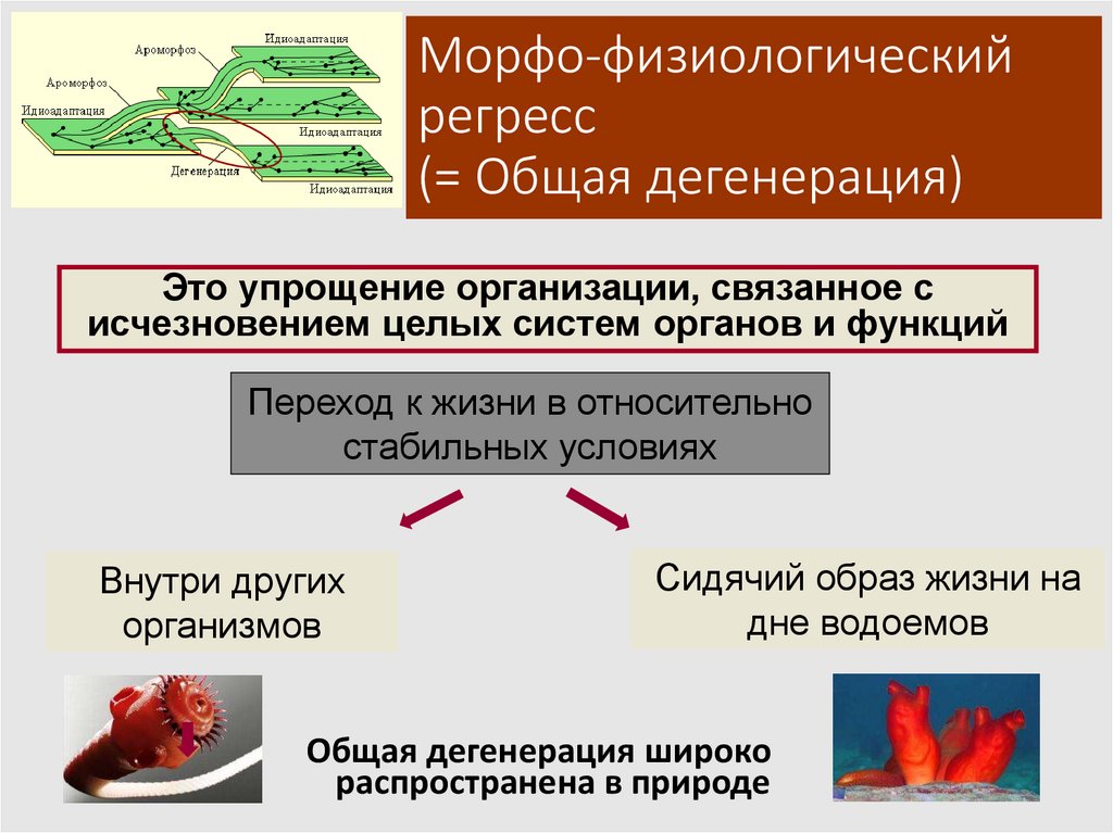 Морфо-физиологический регресс (= Общая дегенерация)
