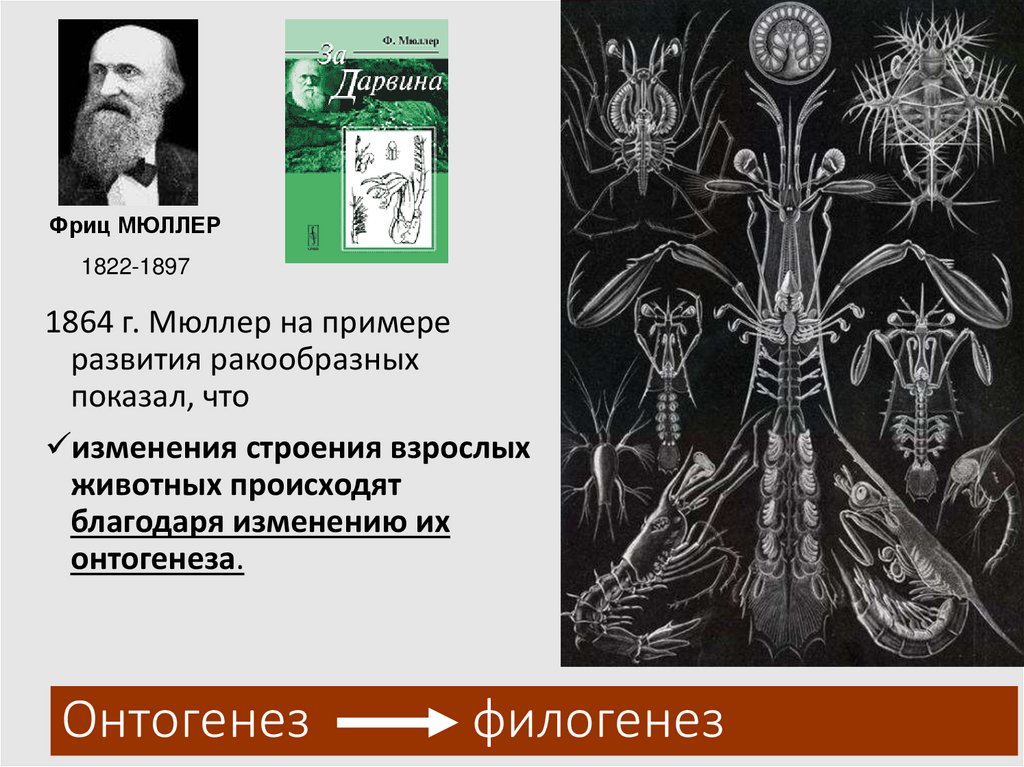 Онтогенез филогенез