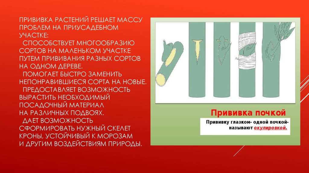 Прививка растений решает массу проблем на приусадебном участке: Способствует многообразию сортов на маленьком участке путем