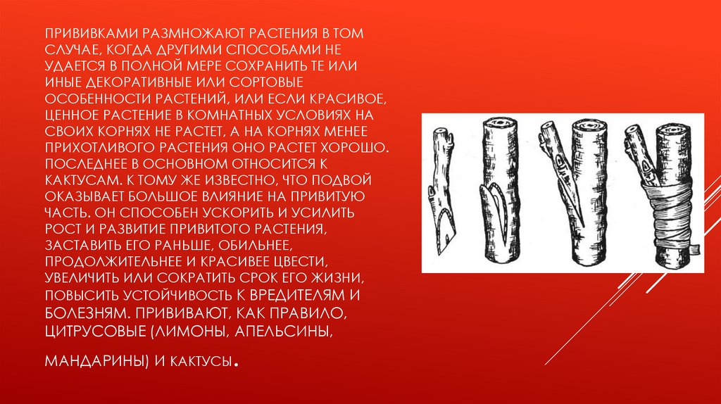Прививками размножают растения в том случае, когда другими способами не удается в полной мере сохранить те или иные