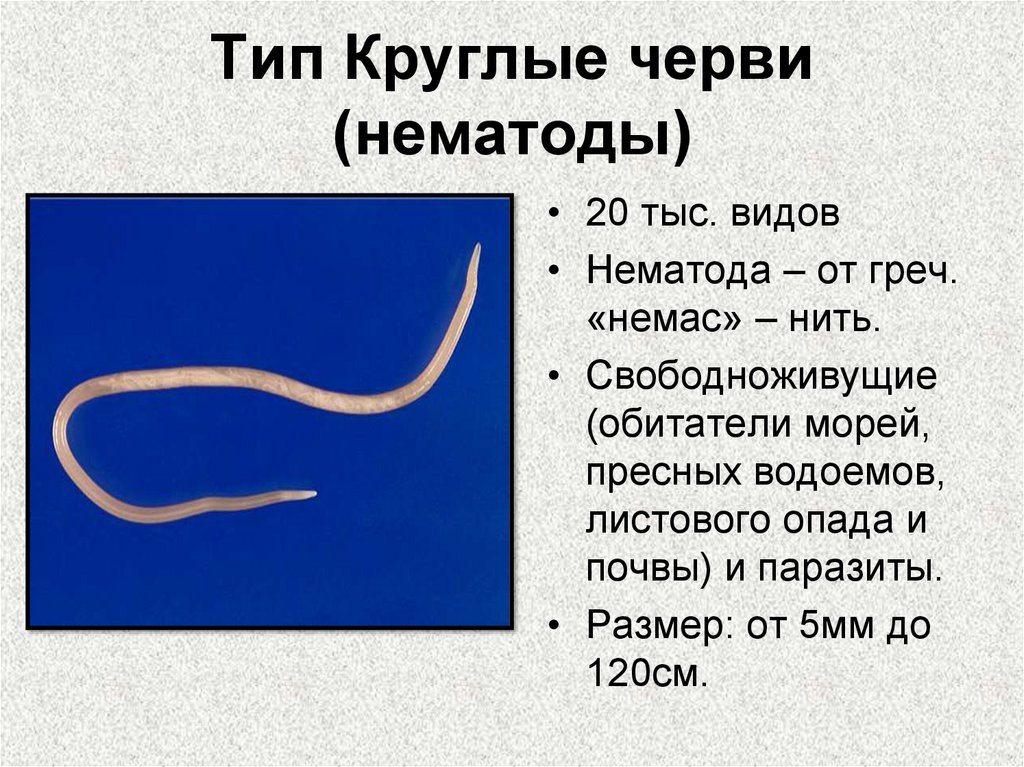 Тип Круглые черви (нематоды)