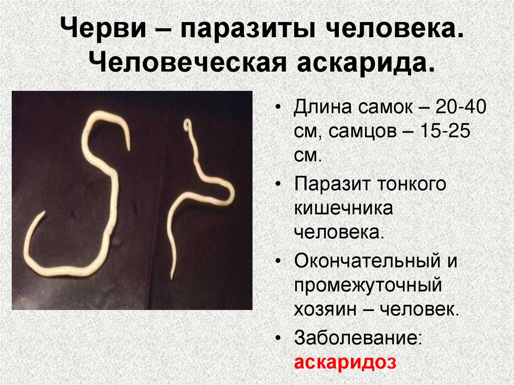Черви – паразиты человека. Человеческая аскарида.