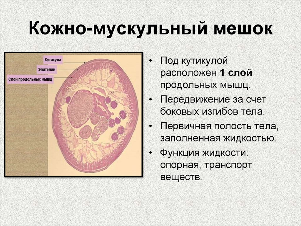 Кожно-мускульный мешок
