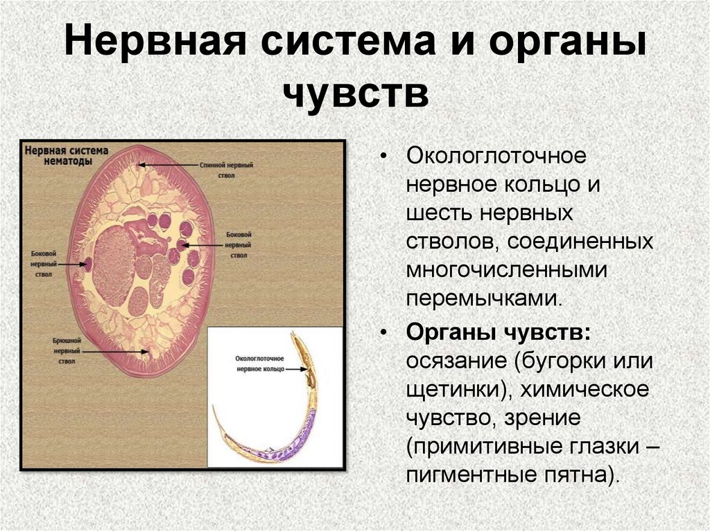 Нервная система и органы чувств