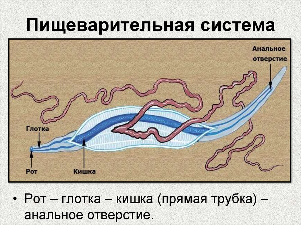 Пищеварительная система