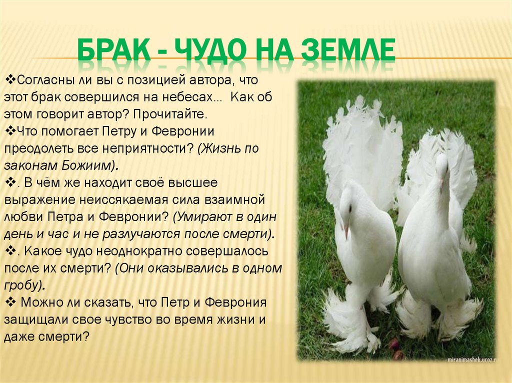 БРАК - ЧУДО НА ЗЕМЛЕ