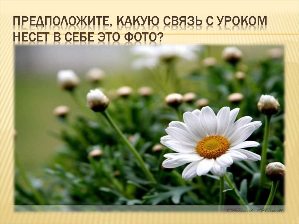 Предположите, какую связь с уроком несет в себе это фото?