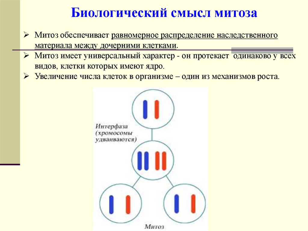 Биологический смысл митоза