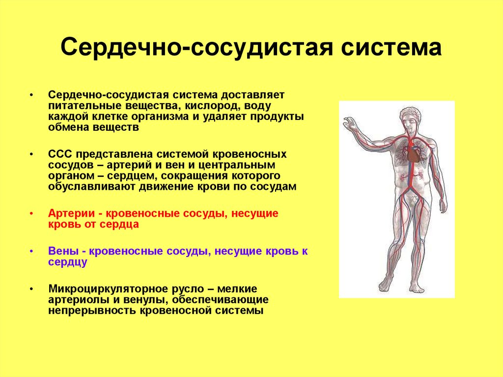 Сердечно-сосудистая система