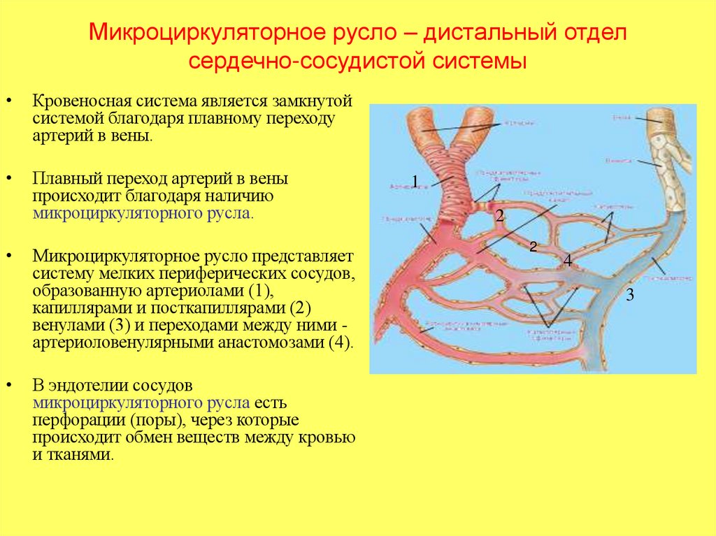 Микроциркуляторное русло – дистальный отдел сердечно-сосудистой системы