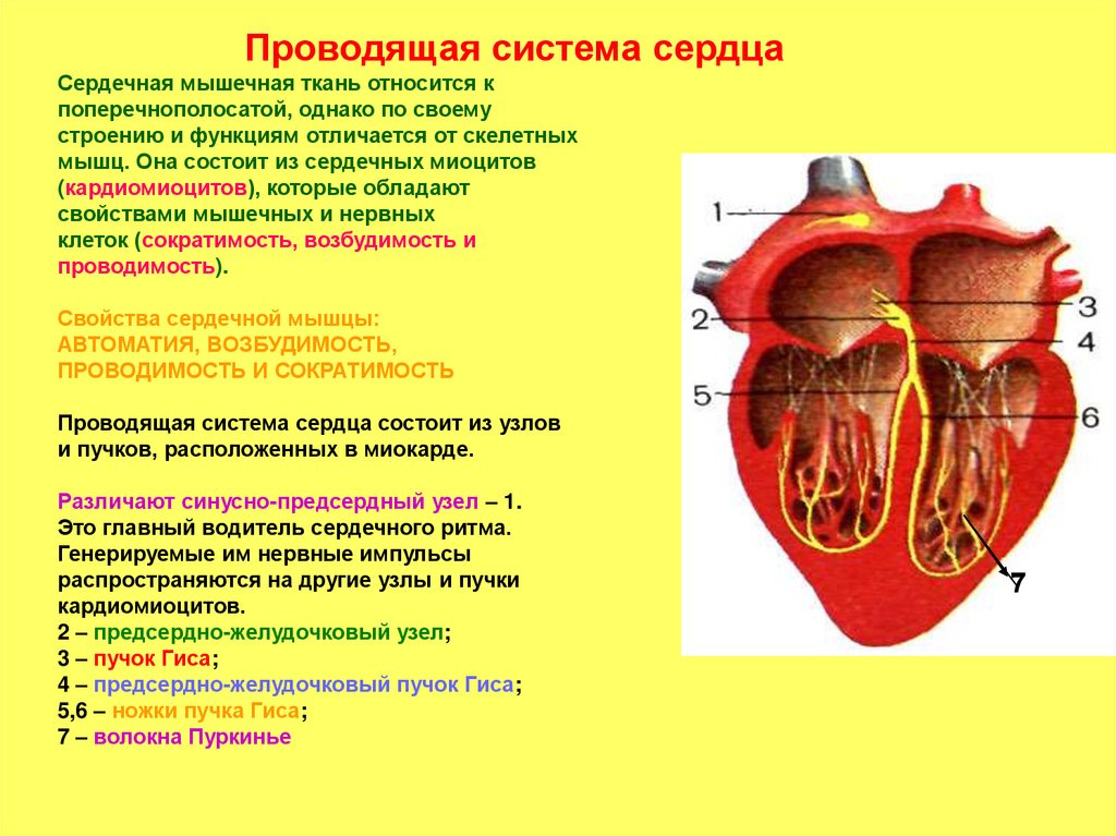 Проводящая система сердца