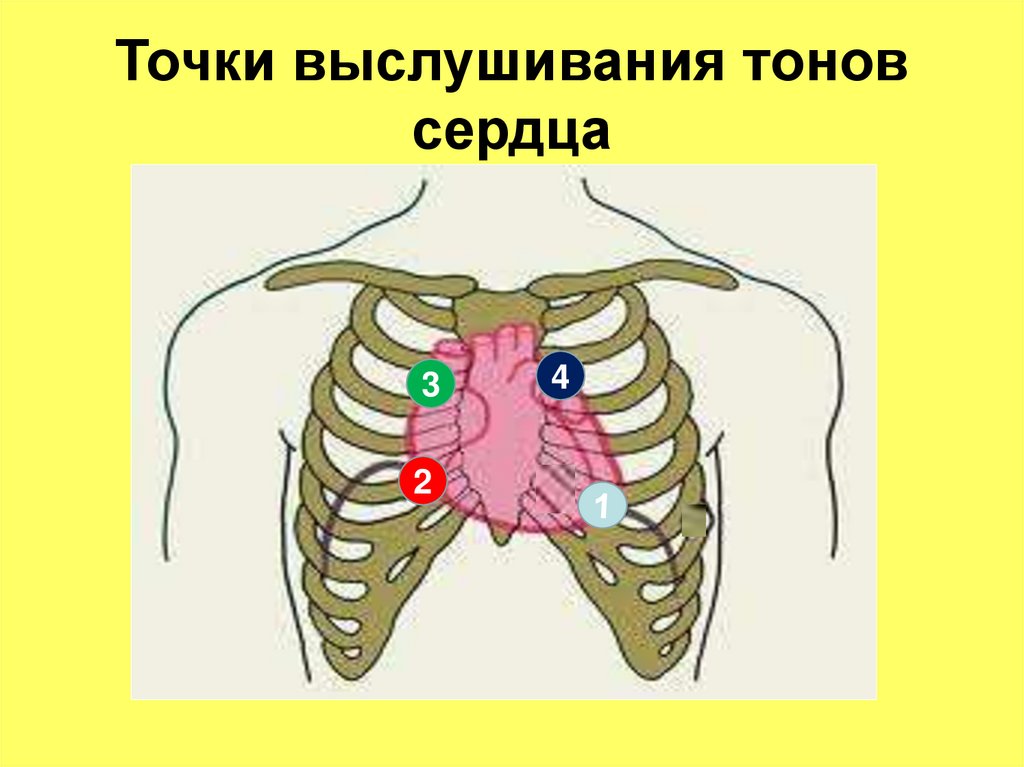 Точки выслушивания тонов сердца