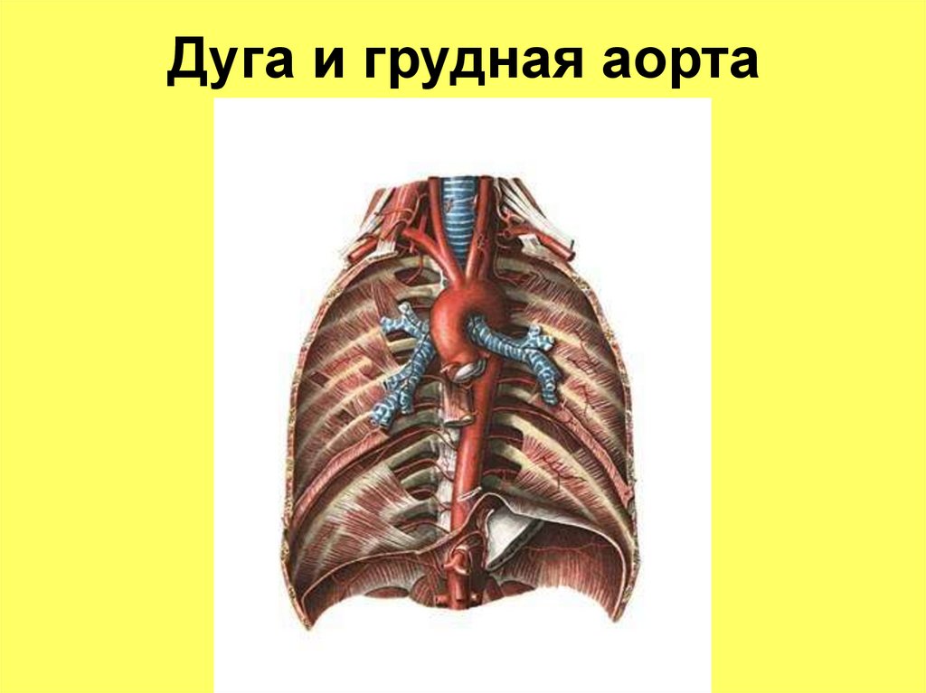 Дуга и грудная аорта