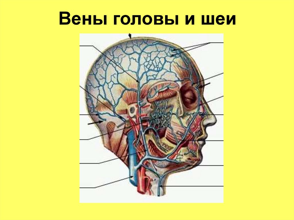 Вены головы и шеи