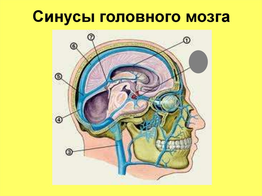 Синусы головного мозга