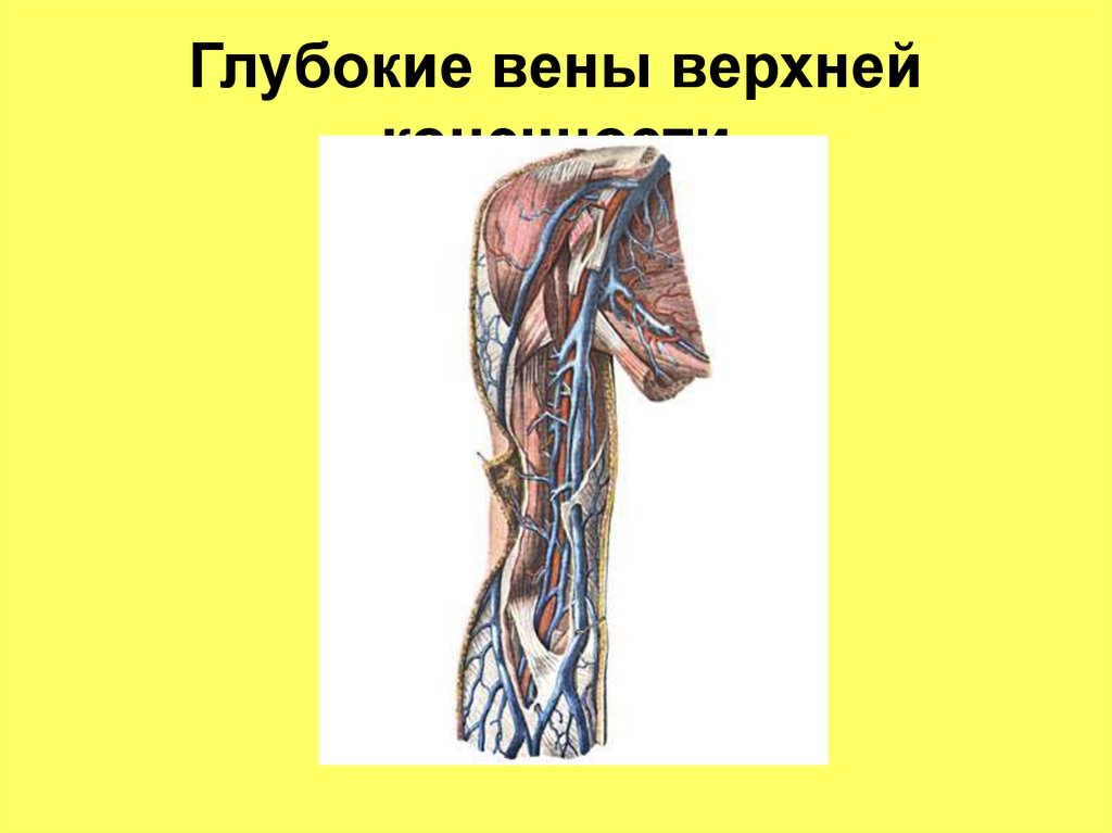Глубокие вены верхней конечности