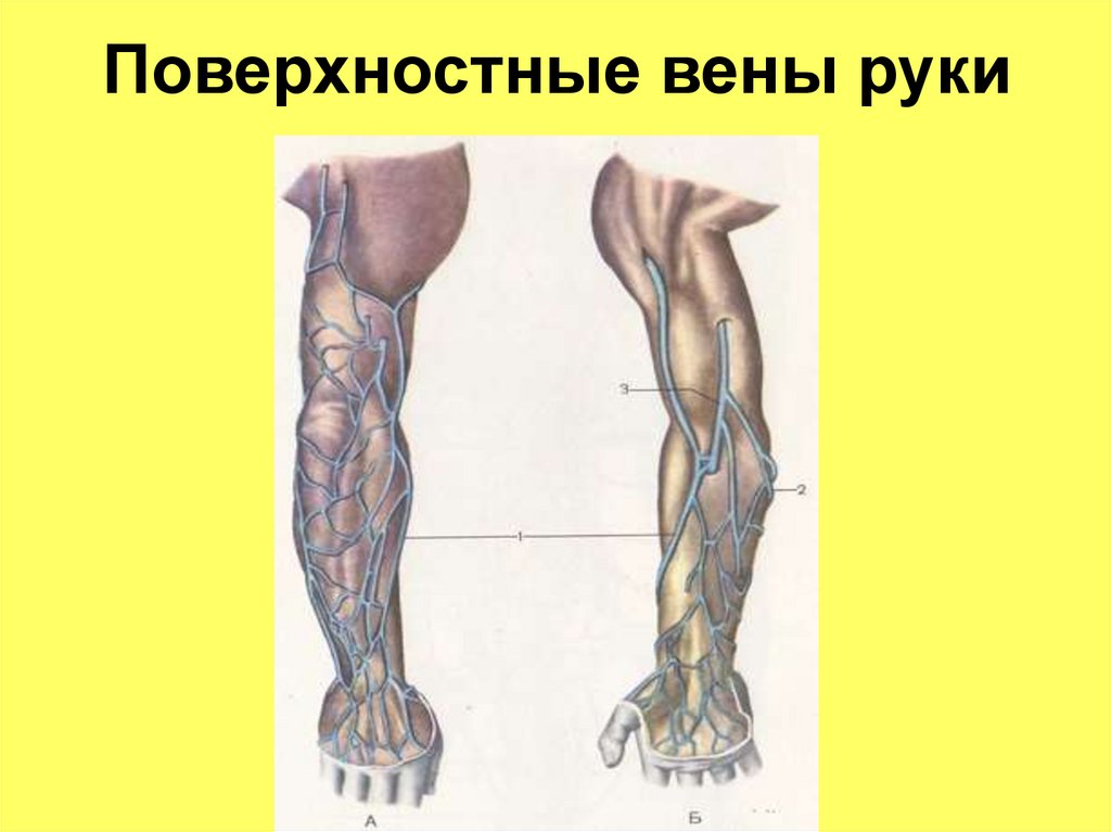 Поверхностные вены руки
