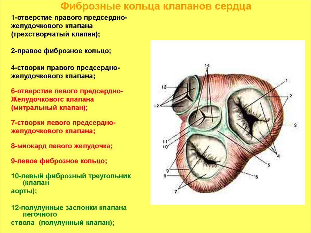 Фиброзные кольца клапанов сердца