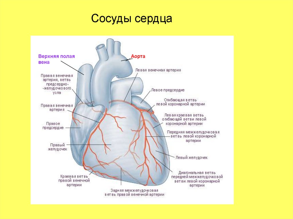 Сосуды сердца