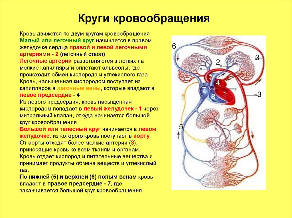 Круги кровообращения