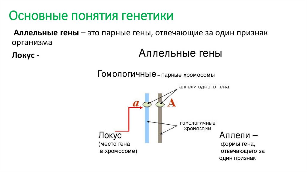Основные понятия генетики