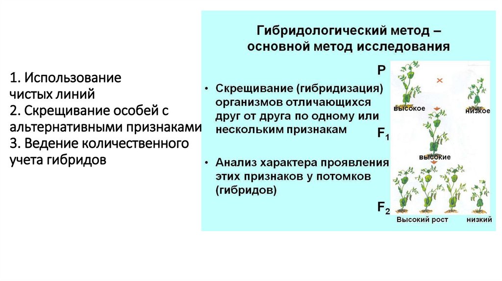 1. Использование чистых линий 2. Скрещивание особей с альтернативными признаками 3. Ведение количественного учета гибридов