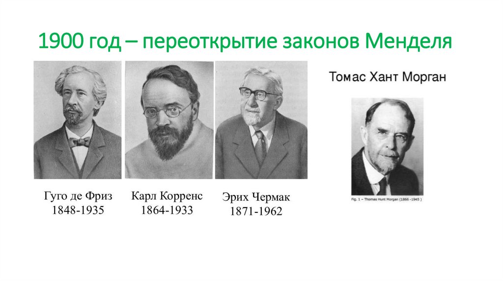 1900 год – переоткрытие законов Менделя