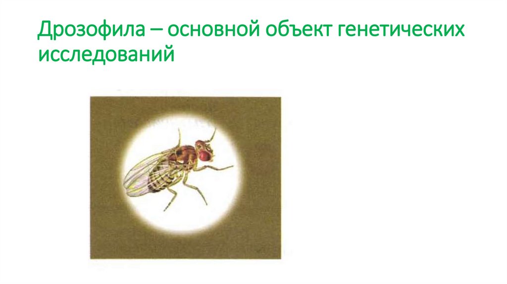 Дрозофила – основной объект генетических исследований