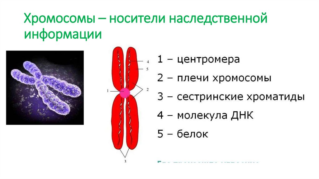 Хромосомы – носители наследственной информации