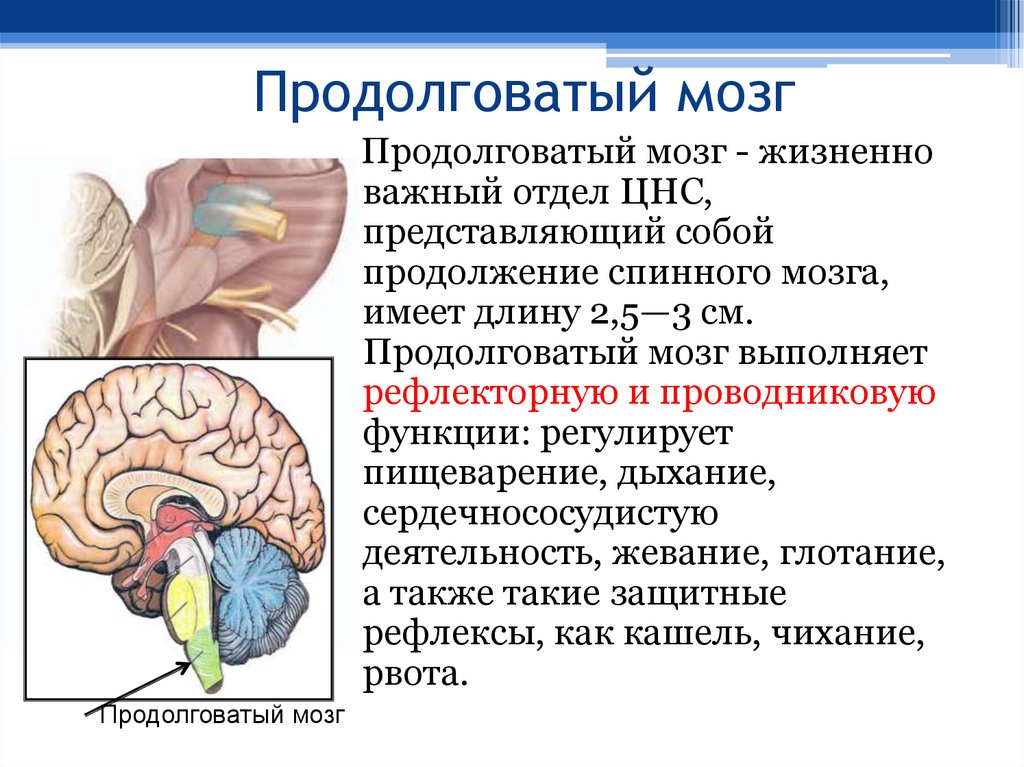 Продолговатый мозг
