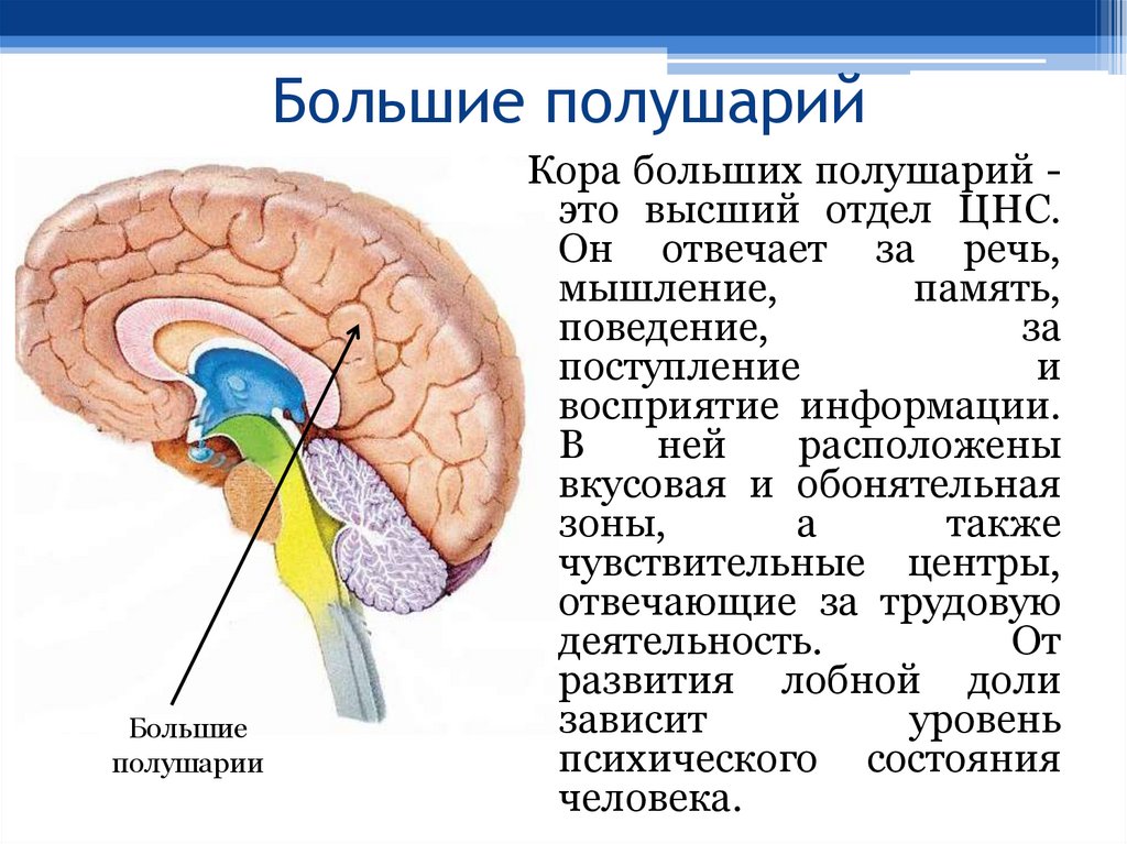 Большие полушарий