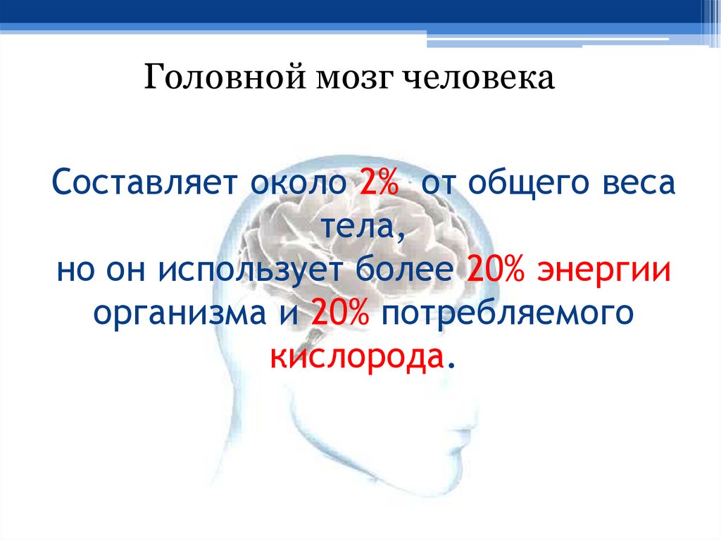 Составляет около 2% от общего веса тела, но он использует более 20% энергии организма и 20% потребляемого кислорода.